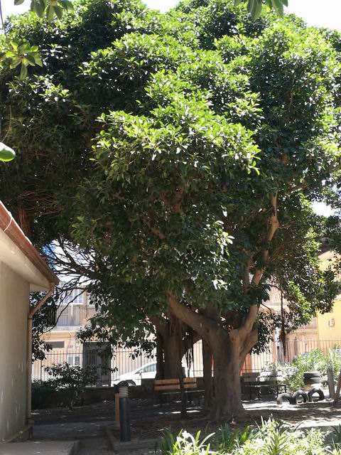 Quale Ficus?  Ficus rubiginosa o  suo ibrido